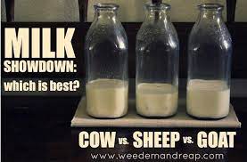 Milk Showdown Cow Vs Sheep Vs Goat Which Is Best Sheep Goat Milk Dairy Cows