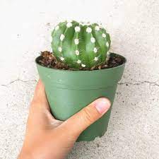 Domino Cactus Echinopsis In 2020 Succulents Cactus Garden Plants