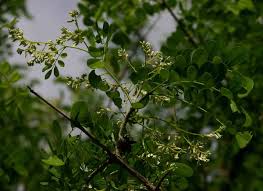 Image result for Dalbergia melanoxylon