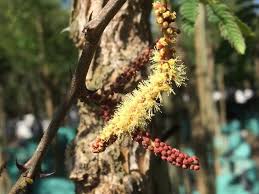 Image result for Dicoma galpinii