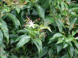 Image result for Jasminum multipartitum