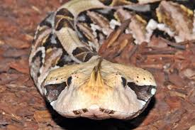 Die im folgenden genannten schlangen gehören zu den gefährlichsten und giftigsten tieren der welt. Giftigste Schlange Der Welt Im Haus Des Meeres Kurier At