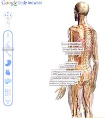 Zygote Body Browser How To Use Google Body Download Human Body Systems Human Body Body