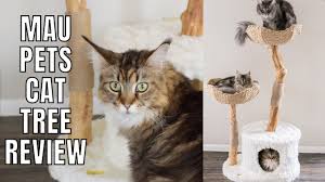 Big use of the 'talk box' guitar effects unit that was something of a 'thing' back in the 1970s and used also by peter frampton on the frampton comes alive album. Mau Pets Cat Tree Review Pros Cons Youtube