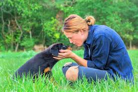 Feel free to browse hundreds of active classified puppy for sale listings, from dog breeders in pa and the surrounding areas. 10 Best Rottweiler Rescues For Adoption 2021 Our Top 10 Picks