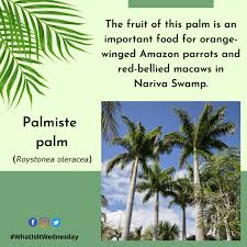 Image result for Roystonea oleracea