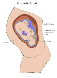 amniotic fluid pregnancy articles