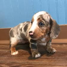 Application click here to apply for one of our dogs. Dachshund Puppies Rockin M Kennel South Texas