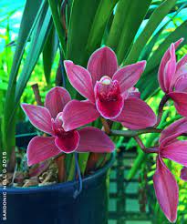Cymbidium Ruby Shower Murasakinokimi Blooming Orchid Beautiful Orchids Orchid Plants
