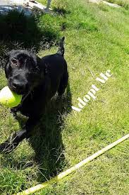 Meet Midnight Small Dog Adoption Dog Adoption Animal Shelters Near Me