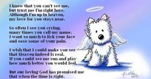 Ordering Rmation Quoteko Com Pet Loss Dog Quotes Rainbow Bridge