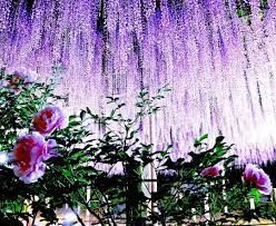 11 Great Locations To Enjoy Wisteria Arbour In Japan Tsunagu Japan 4 Mandara Ji Temple Aichi In North Of Nagoya Wisteria Arbor Wisteria Japan