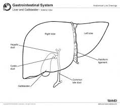 Liver Anatomy Overview Gross Anatomy Microscopic Anatomy