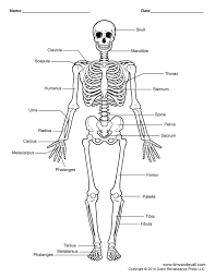 Printable Human Skeleton Diagram Labeled Unlabeled And Blank