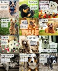 Dog Breed Zodiac Zodiac Signs Animals Zodiac Signs Sagittarius Zodiac Signs Gemini