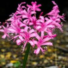Growing Guernsey Lily Easy To Grow Bulbs Bulb Flowers Lily Bulbs