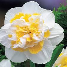 White Lion Double Blooming Daffodils Breck S Bulb Flowers Daffodil Flower Daffodils