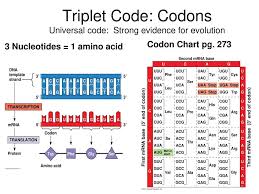 Transcription And Translation Ppt Download