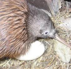 Über 2 bewertungen und für sehr lecker befunden. Neuseeland Kiwi Vater Max Rettet Heldenhaft Den Nachwuchs Welt