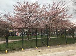 Subscribe to my channel check out my reviews at. Cherry Blossom Trees At Trinity Bellwoods Fenced Off 680 News
