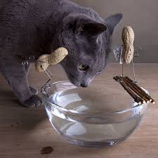 Can cats eat raw fish? Can Cats Eat Peanuts Catster