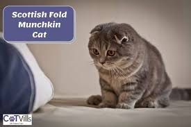 Maybe you would like to learn more about one of these? What You Need To Know About Scottish Fold Munchkin Cat