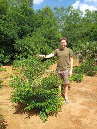 Image result for Putranjivaceae