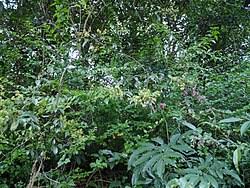 Image result for Toddalia simplicifolia
