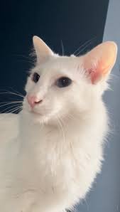 Losta/stolen East lancashire