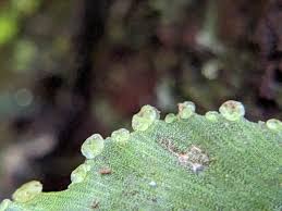 Image result for Didymoglossum