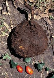 Image result for Trochomeria macrocarpa