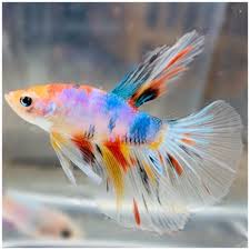 Candy Koi Multicolor Halfmoon Male Young Live Betta Fish Betta Fish Betta Low Maintenance Pets