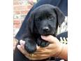 Labrador Retriever Puppies for Sale | Lancaster Puppies