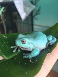 Maybe you would like to learn more about one of these? What Is The Best Enclosure For White Tree Frogs In 2021 Whites Tree Frog Tree Frogs Tree Frog Terrarium
