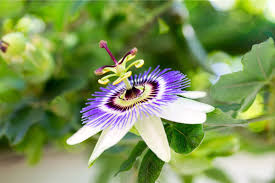 Image result for Passiflora caerulea