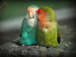 27 Lovebirds I Love Ideas Love Birds Beautiful Birds Birds For the lovebirds, there are so many colors and so many mutations that you can breed and create yourself. love birds beautiful birds