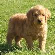 Mini Goldendoodle Puppies for Sale | Greenfield Puppies