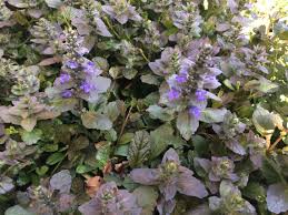 Image result for Ajuga