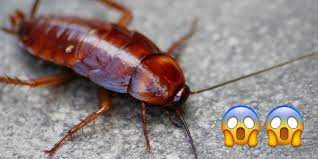 Take the glass jars and fill them with water, about halfway. How To Get Rid Of Cockroaches