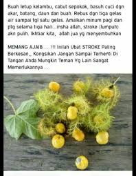 These sentences come from external sources and may not be accurate. Buah Letup Kelambu In English