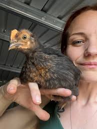 Half Indio Gigante and Half Prairie Blue Bell Egger Rooster