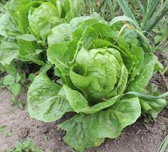 Romaine lettuce (lactuca sativa) grows as an upright head with loosely bunched leaves that cup inward. How To Grow Romaine Lettuce Fast Growing Cos Romaine Lettuce Seeds By The Gardener S Network