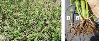 Image result for Crotalaria prolongata