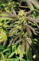 Viele der bilder entstehen unter dem einfluss von rauschmitteln. Drogen Bilder Als Kunstdrucke Kunstkarten Leinwandbilder Gerahmte Bilder Glasbilder Und Tapeten