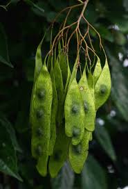 Image result for Dalbergia fischeri