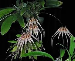 Image result for Bulbophyllum intertextum