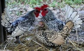 Black And White Hen I Love Black And White Chickens These Are Some Of The Prettiest Of The Bantam Varieties Silver L Rare Chicken Breeds Chickens Backyard Bantam Chicken Breeds