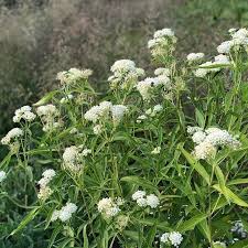 Asclepias Incarnata Ice Ballet Pietoudolf Perennials Plantingdesign Gardendesign Flowers Asclepias Asclepias Incarnata Plant Design