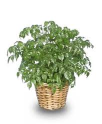 The china doll plant needs plenty of bright but indirect sunlight. China Doll A Delicate But Interesting Houseplant