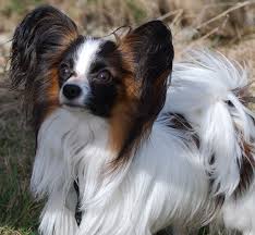 Papillon hund chihuahua welpen beliebte hunderassen glückliche hunde hundewelpen hunde bilder niedliche hunde hunde rassen lustige tiere. Papillons Vom Schneebergparadies Schneebergpapillon